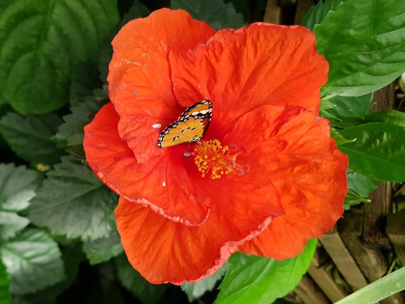 Kleine monarchvlinder